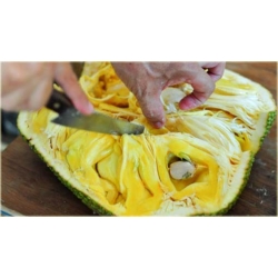 Nasiona Dżakfrut jackfruit drzewo bochenkowe chlebowiec różnolistny